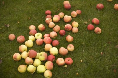 Epler på gressplen