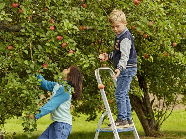 Barn plukker epler