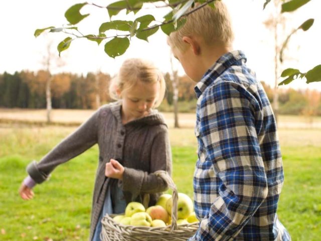Epleplukk Filippa Og Magnus