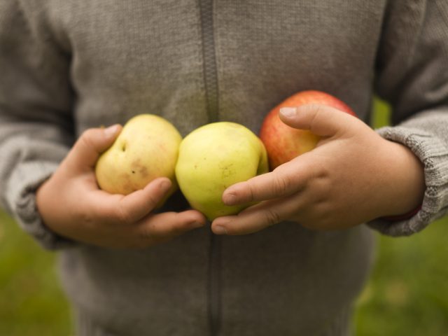 Epler i barnehender