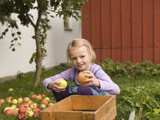 Jente plukker epler