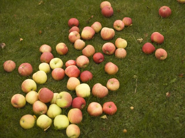 Miljobilder 2010 114